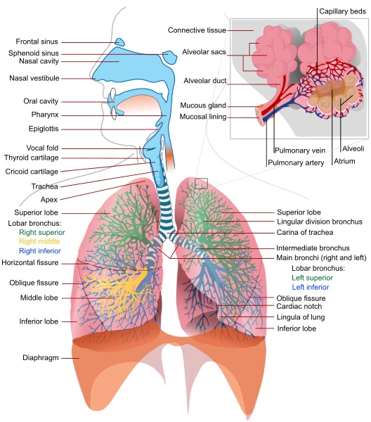 دستگاه تنفس (به انگلیسی: Respiratory System)
